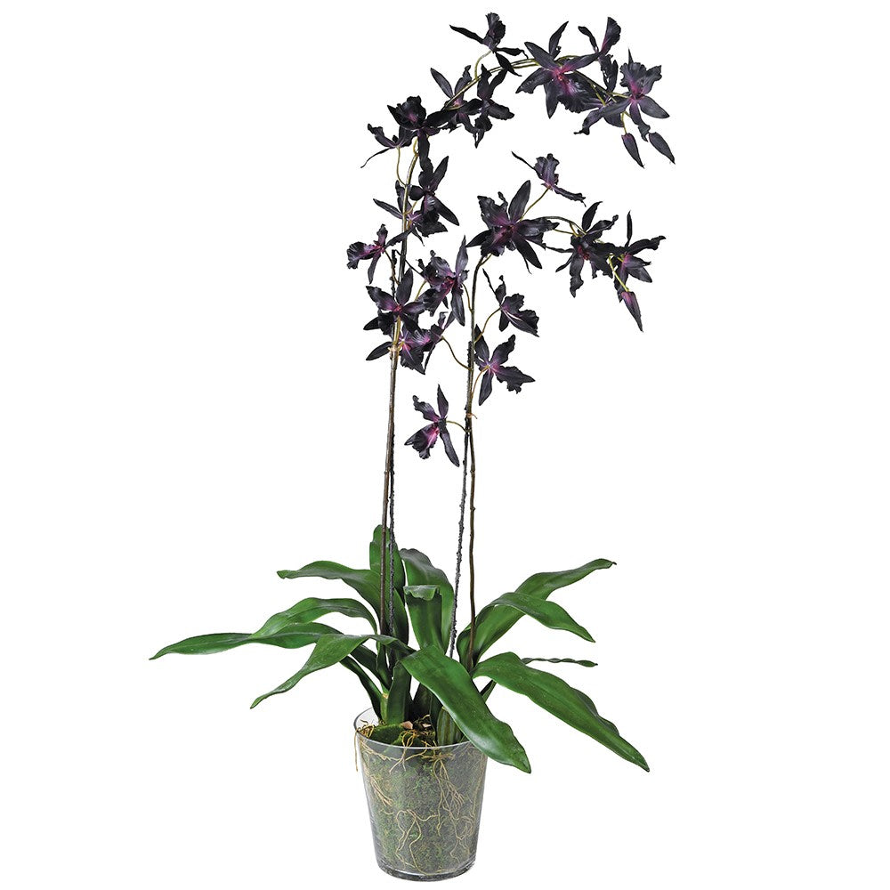 Burgundy Orchid in Glass Pot