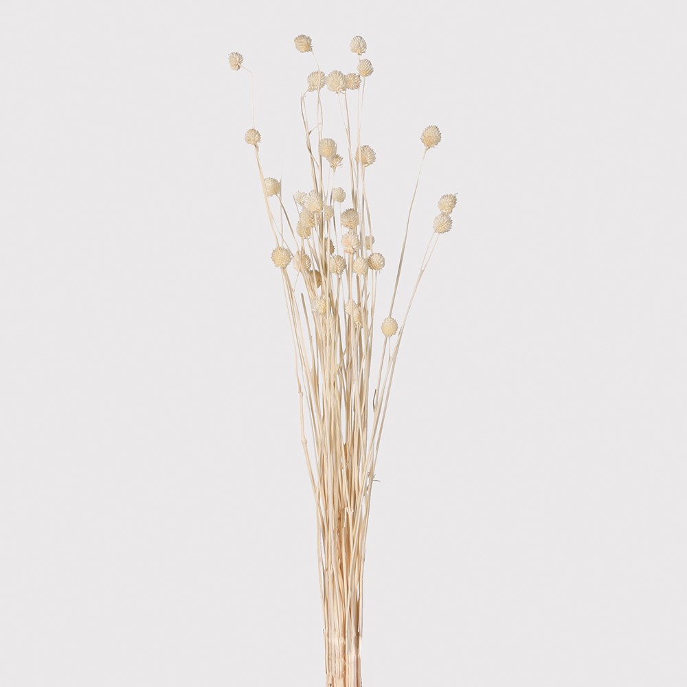 Dried Flower Bundle