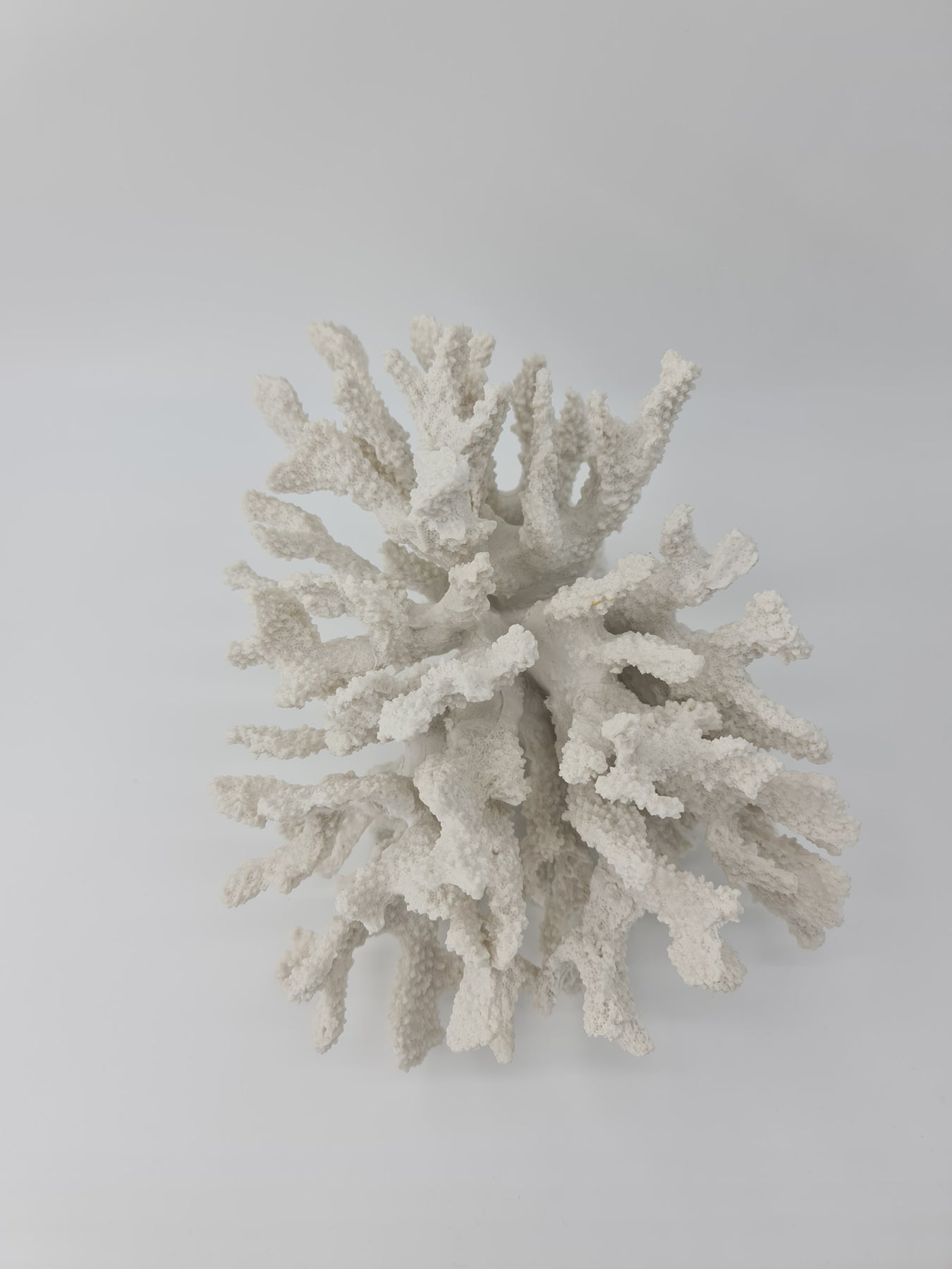 Faux Pure White Coral Ornament  Coral decor, White coral, Pure