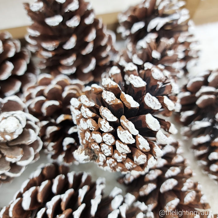 Snow Covered Pinecones